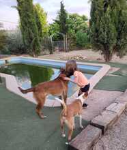 AZKAR, Hund, Belgischer Schäferhund in Spanien - Bild 11