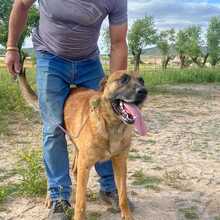 AZKAR, Hund, Belgischer Schäferhund in Spanien - Bild 12