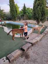 AZKAR, Hund, Belgischer Schäferhund in Spanien - Bild 2