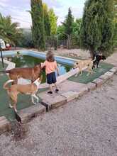 AZKAR, Hund, Belgischer Schäferhund in Spanien - Bild 4