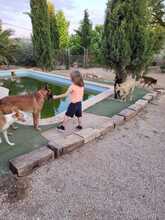 AZKAR, Hund, Belgischer Schäferhund in Spanien - Bild 5