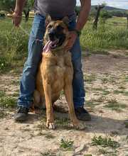 AZKAR, Hund, Belgischer Schäferhund in Spanien - Bild 9