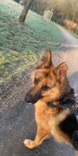 DOMINO, Hund, Deutscher Schäferhund in Oberhausen - Bild 1