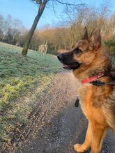 DOMINO, Hund, Deutscher Schäferhund in Oberhausen - Bild 2