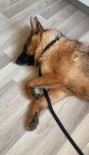 DOMINO, Hund, Deutscher Schäferhund in Oberhausen - Bild 3