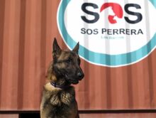 SIETE, Hund, Malinois in Spanien