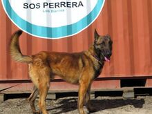 SIETE, Hund, Malinois in Spanien - Bild 2