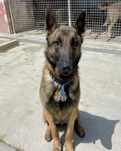 SIETE, Hund, Malinois in Spanien - Bild 3