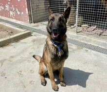 SIETE, Hund, Malinois in Spanien - Bild 4