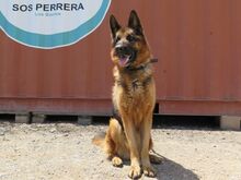 WAKO, Hund, Deutscher Schäferhund in Spanien - Bild 2