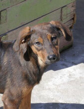 YONI, Hund, Rhodesian Ridgeback-Mix in Bulgarien - Bild 1