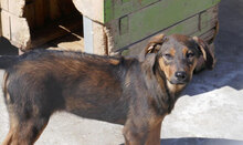 YONI, Hund, Rhodesian Ridgeback-Mix in Bulgarien - Bild 10