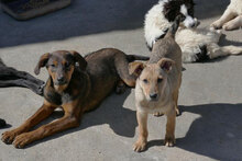 YONI, Hund, Rhodesian Ridgeback-Mix in Bulgarien - Bild 11