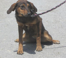 YONI, Hund, Rhodesian Ridgeback-Mix in Bulgarien - Bild 2