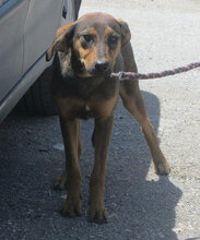 YONI, Hund, Rhodesian Ridgeback-Mix in Bulgarien - Bild 3