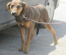 YONI, Hund, Rhodesian Ridgeback-Mix in Bulgarien - Bild 4