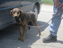 YONI, Hund, Rhodesian Ridgeback-Mix in Bulgarien - Bild 5