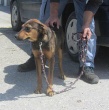 YONI, Hund, Rhodesian Ridgeback-Mix in Bulgarien - Bild 6