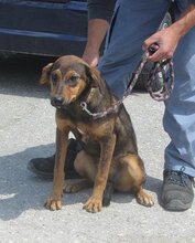 YONI, Hund, Rhodesian Ridgeback-Mix in Bulgarien - Bild 8