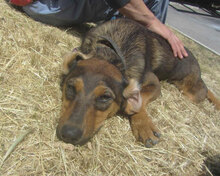 YONI, Hund, Rhodesian Ridgeback-Mix in Bulgarien - Bild 9