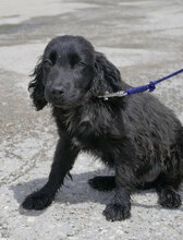 EMILE, Hund, Cocker Spaniel-Mix in Bulgarien - Bild 1