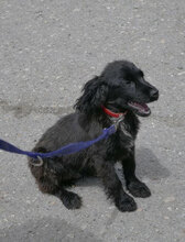 EMILE, Hund, Cocker Spaniel-Mix in Bulgarien - Bild 10