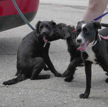 EMILE, Hund, Cocker Spaniel-Mix in Bulgarien - Bild 11