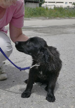 EMILE, Hund, Cocker Spaniel-Mix in Bulgarien - Bild 2