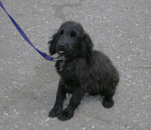 EMILE, Hund, Cocker Spaniel-Mix in Bulgarien - Bild 3