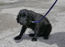 EMILE, Hund, Cocker Spaniel-Mix in Bulgarien - Bild 4