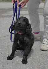 EMILE, Hund, Cocker Spaniel-Mix in Bulgarien - Bild 5