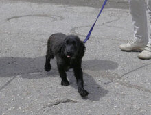 EMILE, Hund, Cocker Spaniel-Mix in Bulgarien - Bild 6