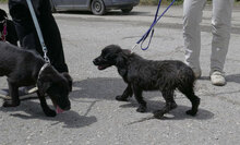 EMILE, Hund, Cocker Spaniel-Mix in Bulgarien - Bild 7