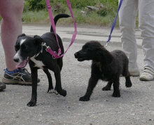 EMILE, Hund, Cocker Spaniel-Mix in Bulgarien - Bild 8