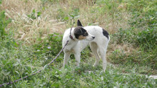 ELLEN, Hund, Mischlingshund in Bulgarien - Bild 10