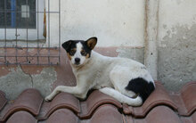 ELLEN, Hund, Mischlingshund in Bulgarien - Bild 2