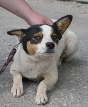 ELLEN, Hund, Mischlingshund in Bulgarien - Bild 4