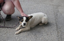 ELLEN, Hund, Mischlingshund in Bulgarien - Bild 5