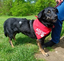 AIKO, Hund, Mischlingshund in Nörvenich - Bild 11