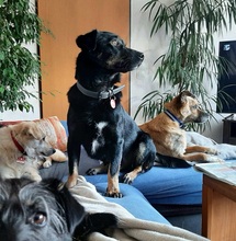 AIKO, Hund, Mischlingshund in Nörvenich - Bild 9