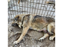 BELLA, Hund, Mischlingshund in Rumänien - Bild 9