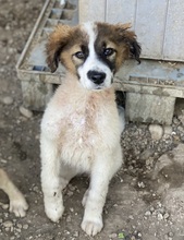 FIVA, Hund, Mischlingshund in Griechenland - Bild 2