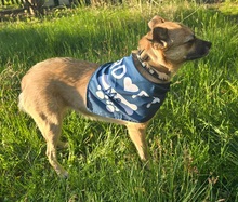 LUSY, Hund, Mischlingshund in Rothstein - Bild 11
