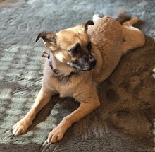 LUSY, Hund, Mischlingshund in Rothstein - Bild 13
