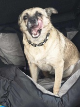 LUSY, Hund, Mischlingshund in Rothstein - Bild 14