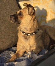 LUSY, Hund, Mischlingshund in Rothstein - Bild 15