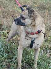 LUSY, Hund, Mischlingshund in Rothstein - Bild 16