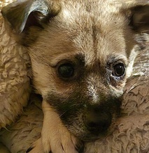LUSY, Hund, Mischlingshund in Rothstein - Bild 17