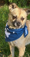 LUSY, Hund, Mischlingshund in Rothstein - Bild 18