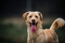 ELVIS, Hund, Mischlingshund in Slowakische Republik - Bild 1